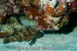 grouper, coral by Michael Wicks 